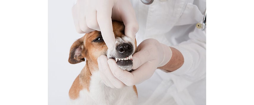 Creating a Dental Center